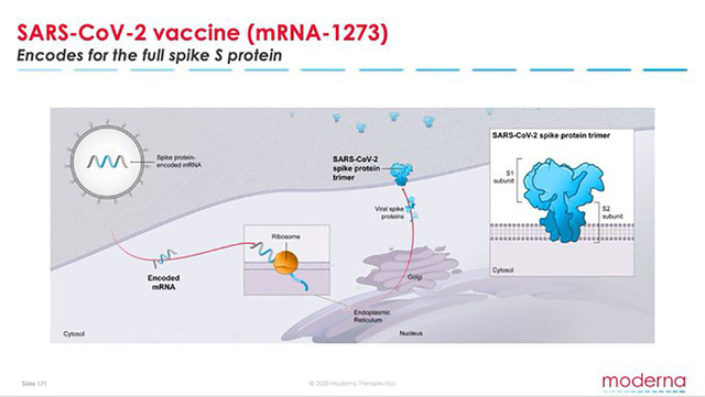 Moderna và vaccine hi vọng chữa khỏi Covid – 19 - Ảnh 3.