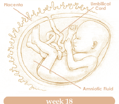 Mang thai tuần thứ 18 và sự phát triển của thai kỳ