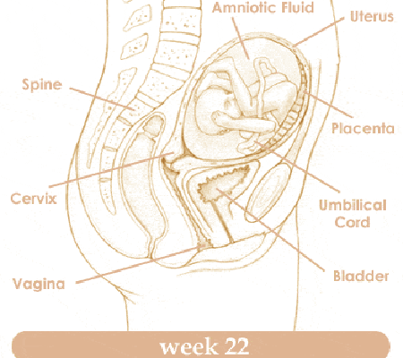 Mang thai tuần thứ 22 và sự phát triển của thai kỳ