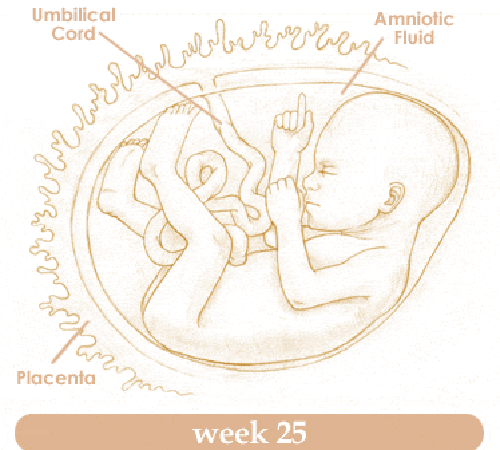 Mang thai tuần thứ 25 và sự phát triển của thai kỳ