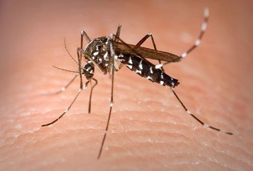 10 căn bệnh nguy hiểm do muỗi gây ra