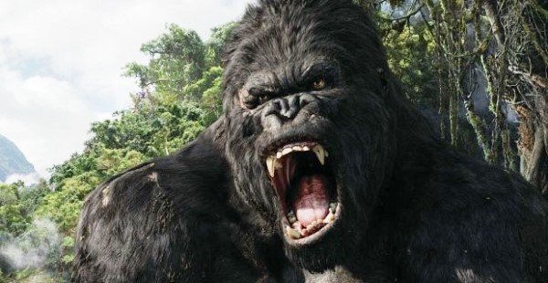 Dấu chân của "King Kong" có thể sẽ xuất hiện tại Việt Nam
