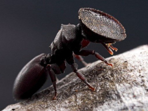 Loài kiến kỳ dị gây hãi hùng nhất