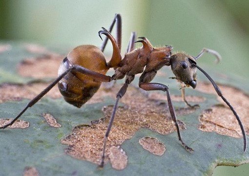Loài kiến kỳ dị gây hãi hùng nhất