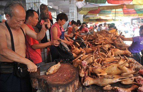 Việt Nam có thể bị khách Anh tẩy chay vì ăn thịt chó