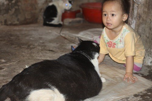 "Lợn mèo" nặng nhất thế giới ở Nam Định
