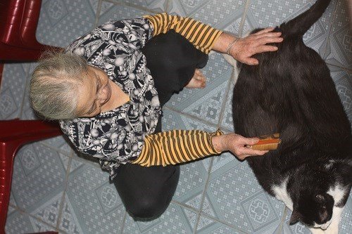 "Lợn mèo" nặng nhất thế giới ở Nam Định