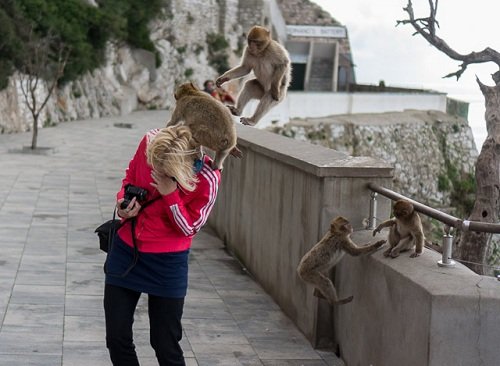 Phượt thủ cảnh báo nạn khỉ móc túi du khách ở Bali
