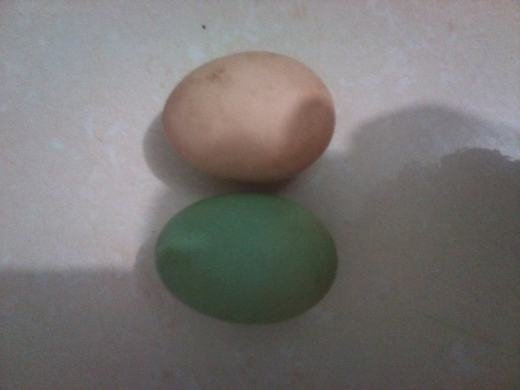 Ngạc nhiên trước quả trứng gà màu xanh kì lạ