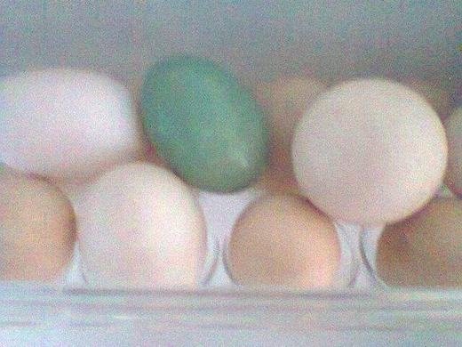 Ngạc nhiên trước quả trứng gà màu xanh kì lạ