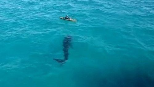 Video: Đi bơi gặp cá mập khổng lồ