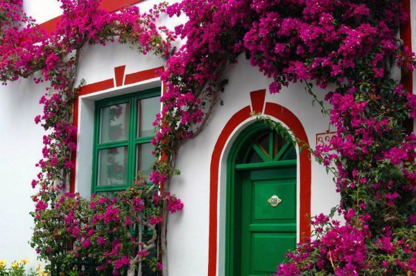 Những ngôi nhà đẹp ngất ngây với giàn hoa giấy