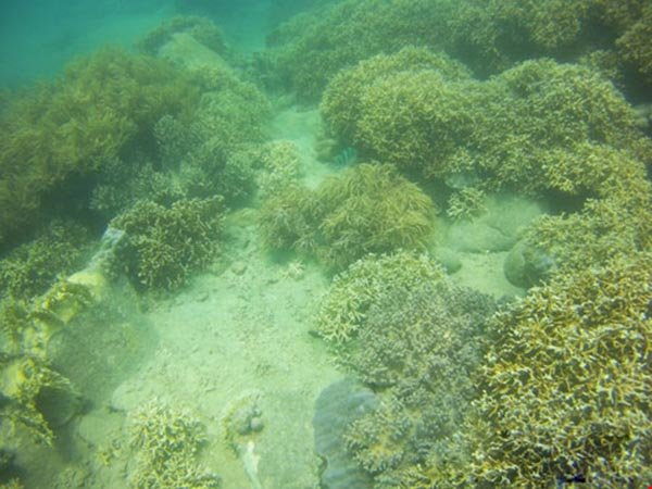 Ngỡ ngàng ngắm rạn san hô tuyệt đẹp ở đảo Hòn Mun