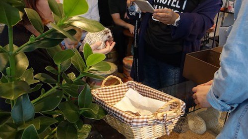 Bên trong quán cà phê nhím độc đáo ở Nhật Bản