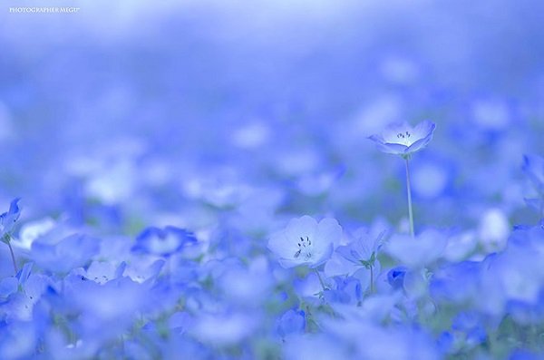 Trời đất hòa làm một ở cánh đồng hoa xanh Nhật Bản
