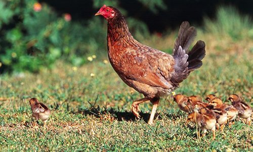 Tỷ phú Bill Gates tặng 100.000 con gà cho các nước nghèo