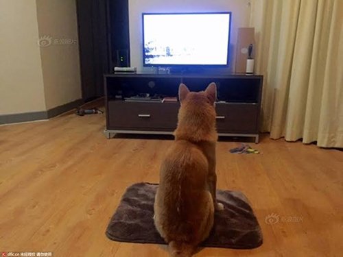 Chó Shiba gây sốt với dáng ngồi xem tivi giống hệt con người