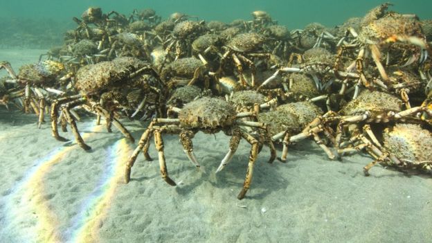 Cận cảnh đàn cua nhện khổng lồ đổ bộ tấn công vùng biển