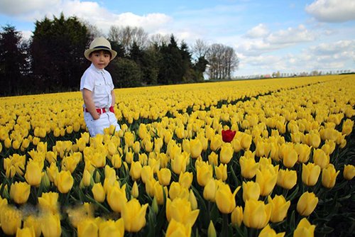 Những cánh đồng hoa tuylip đẹp ngỡ ngàng ở Hà Lan