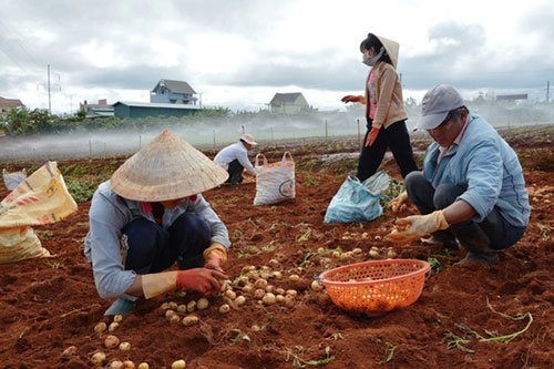 Lâm Đồng hỗ trợ cho khoai tây Đà Lạt "đấu" với hàng Trung Quốc