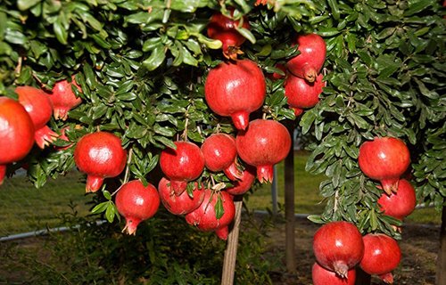 Top 9 loại cây ăn quả dễ trồng ở sân vườn nhà phố