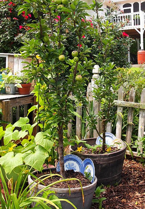 Top 9 loại cây ăn quả dễ trồng ở sân vườn nhà phố