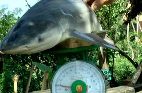 Giật mình bắt được cá mập nặng 4kg, dài gần cả mét