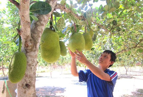 Mít Thái trên đất Nam Đàn: dễ trồng, múi to, thơm ngon và ngọt