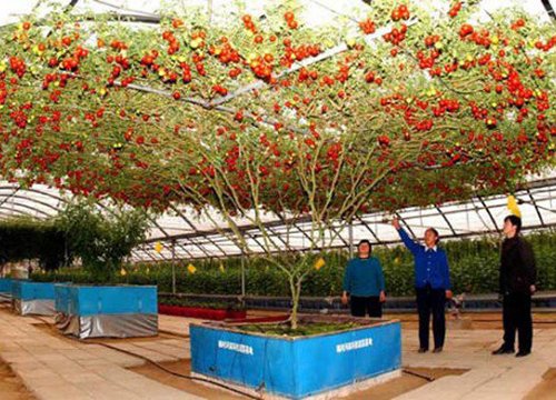 Mãn nhãn cây cà chua "bạch tuộc” sai quả nhất thế giới
