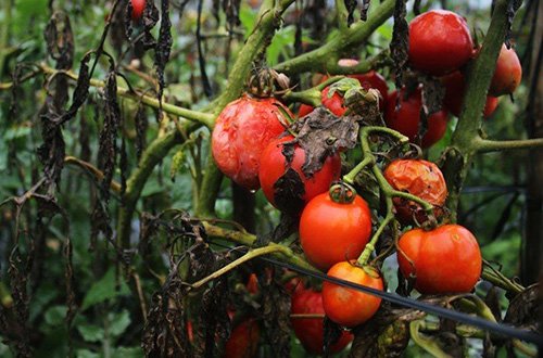 Nông dân Lâm Đồng nhổ bỏ hàng trăm ha cà chua vì dịch bệnh
