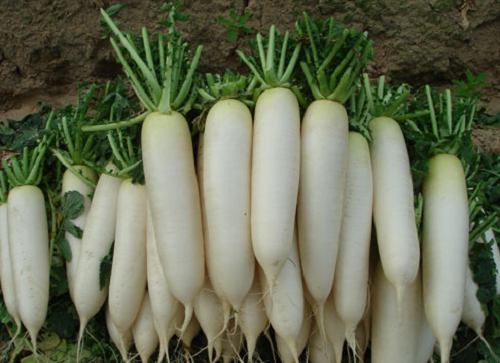 5 thực phẩm KỴ ăn với củ cải trắng vì dễ sinh bệnh