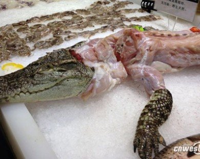 Đưa nguyên con cá sấu vào siêu thị để bán thịt
