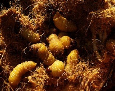 4 loại ấu trùng mê hoặc thực khách Việt