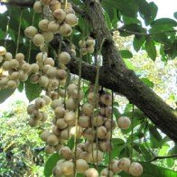 Rực vàng dâu Hạ Châu Phong Điền