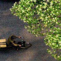 Hà Nội sang thu nhuộm buồn màu hoa sữa