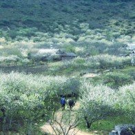 Bản người Mông đẹp nhất Đông Nam Á