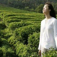 Uống chè xanh để ngừa ung thư, chống lão hóa