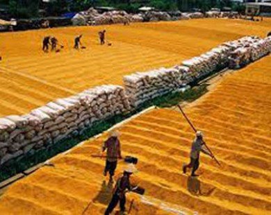 Triển khai Quy hoạch thương nhân kinh doanh xuất khẩu gạo
