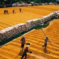 Triển khai Quy hoạch thương nhân kinh doanh xuất khẩu gạo