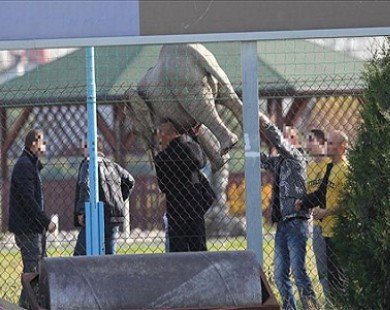 Trộm voi, CĐV Ba Lan đối mặt án tù