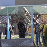 Trộm voi, CĐV Ba Lan đối mặt án tù