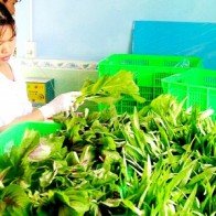 90% khách hàng không nhận biết rau an toàn