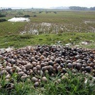 Thương lái Trung Quốc mua ốc bươu vàng làm gì?