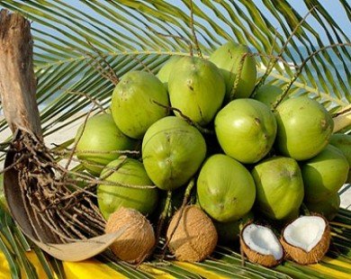 8 lợi ích của quả dừa đối với sức khỏe