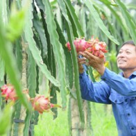 “Đặt tên” cho Thanh long Uông Bí