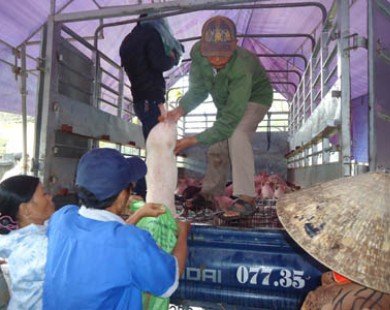 Hà Tĩnh: Bàn giao lợn giống cho 31 hộ nghèo