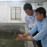 Quản lý tôm giống: Sẽ truy xuất nước xuất khẩu