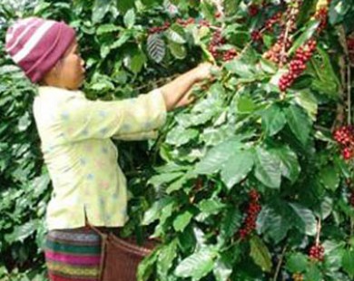 Thừa Thiên - Huế: Người trồng cà phê lỗ 10 triệu đồng/ha