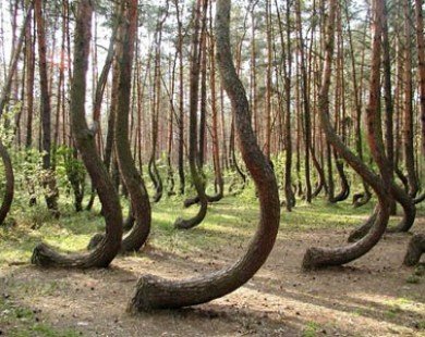 Bí ẩn khu rừng “ngoằn ngèo” ở Ba Lan