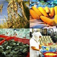 Kim ngạch xuất khẩu nông, lâm, thuỷ sản 10 tháng đạt 22,73 tỷ USD